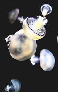 リービッヒ冷却